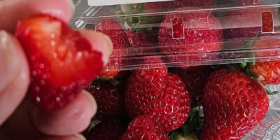 Savoura Strawberries